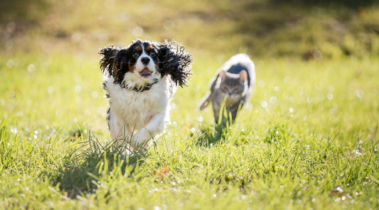 Outdoor Pet Safety: 6 Essential Tips for Dog and Cat Owners