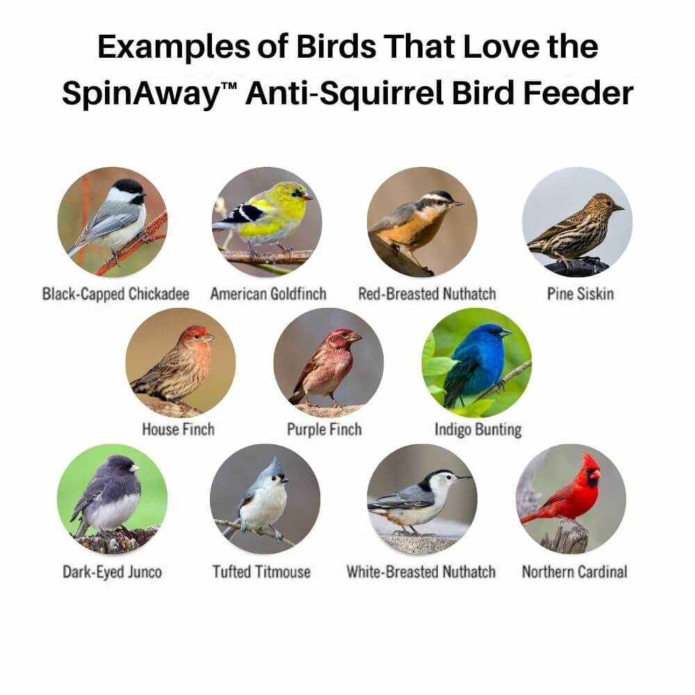 SpinAway™ Anti-Squirrel Bird Feeder