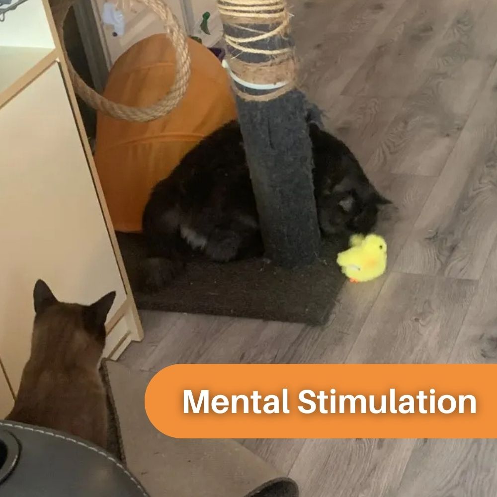 Quack Buddy™ Interactive Duck Toy