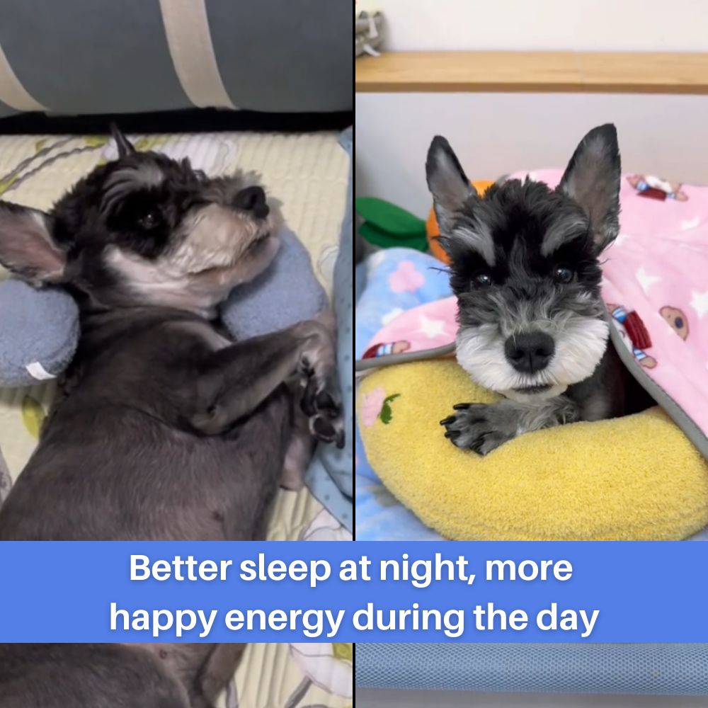 Cuddle Cushion™ Calming Dog Pillow Special Offer
