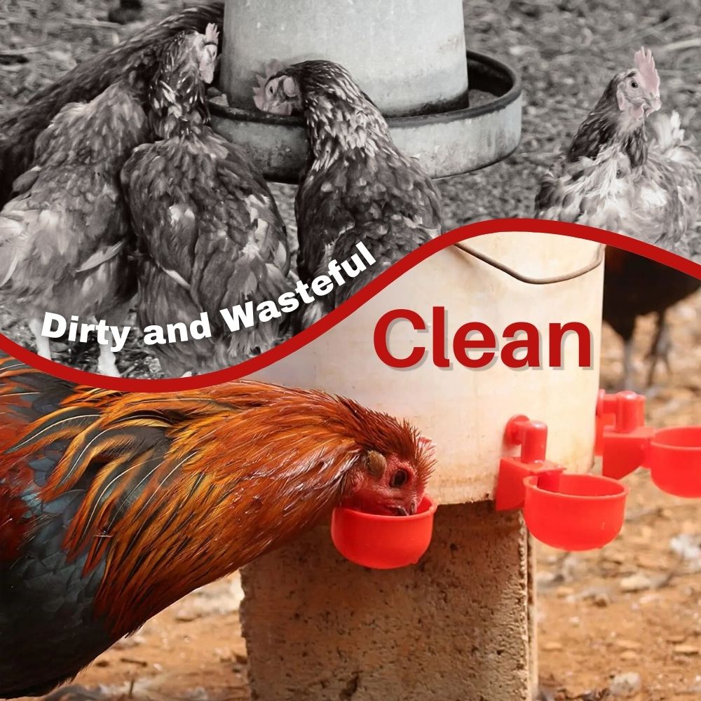 EverSpring™ Automatic Chicken Water System