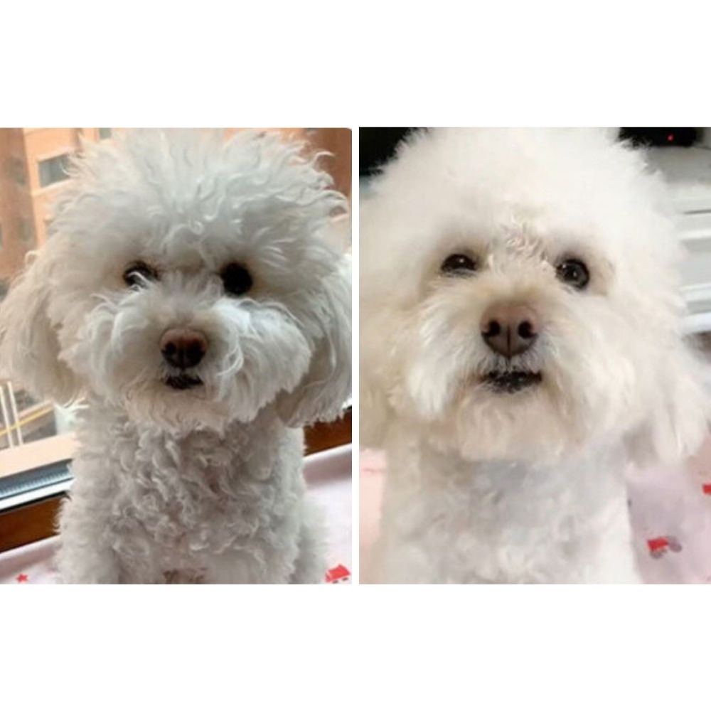 VelvetPaws™ QuickDry Pet Styler