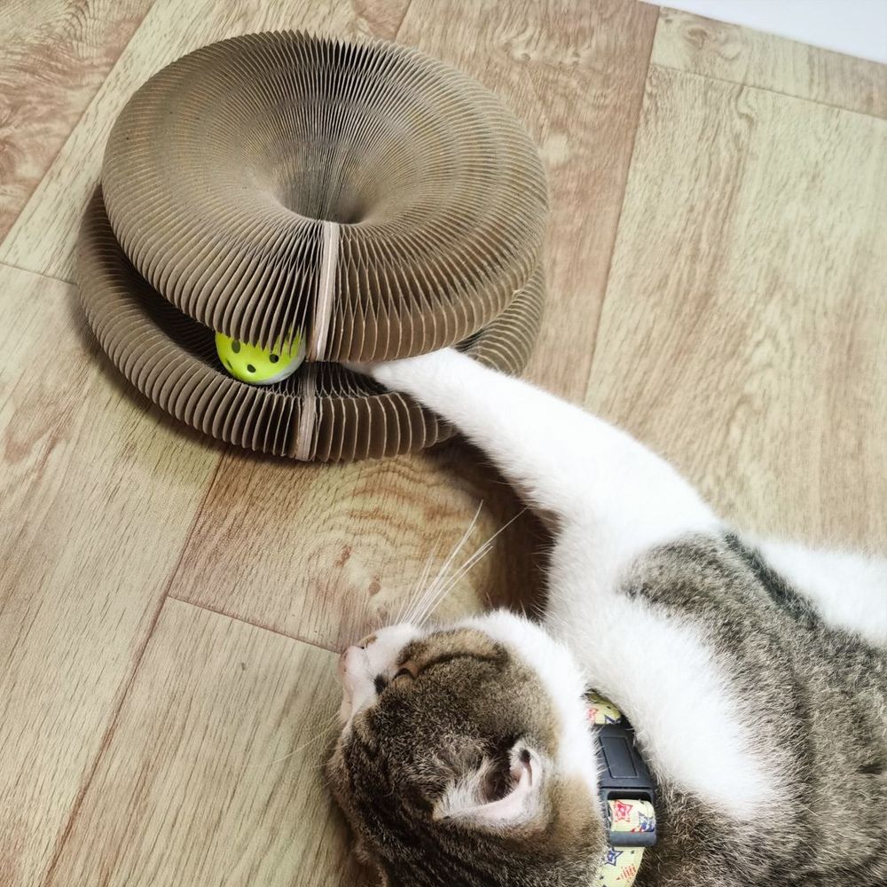 Whisker Wonders™ Multi-Shape Cat Playground