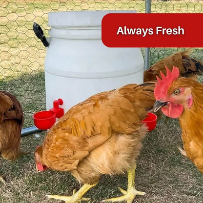 EverSpring™ Automatic Chicken Water System