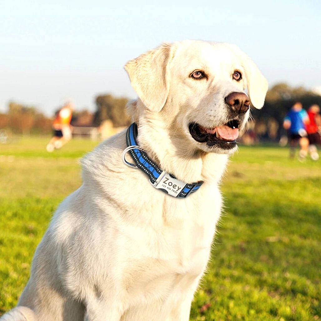 Personalized Safe-At-Night Dog Collar