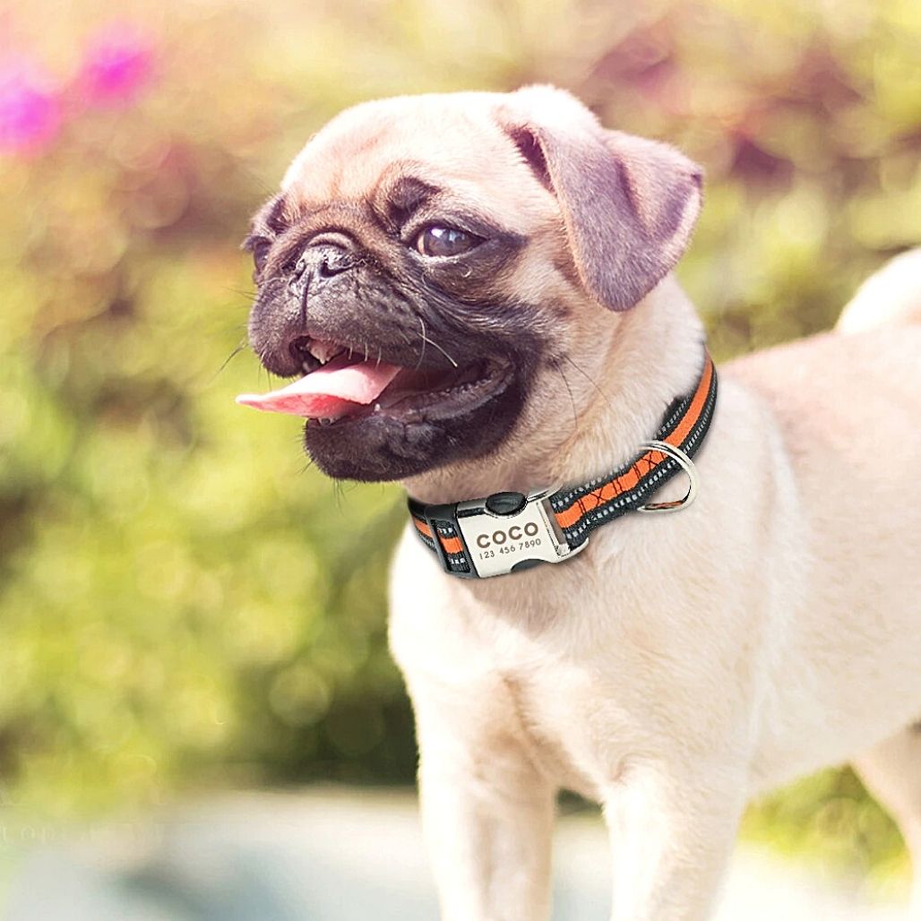 Personalized Safe-At-Night Dog Collar