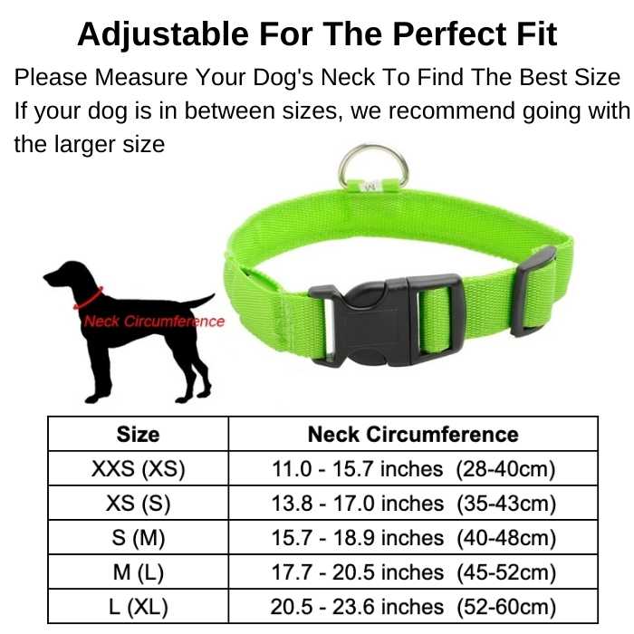 Light Up Safe-At-Night Dog Collar