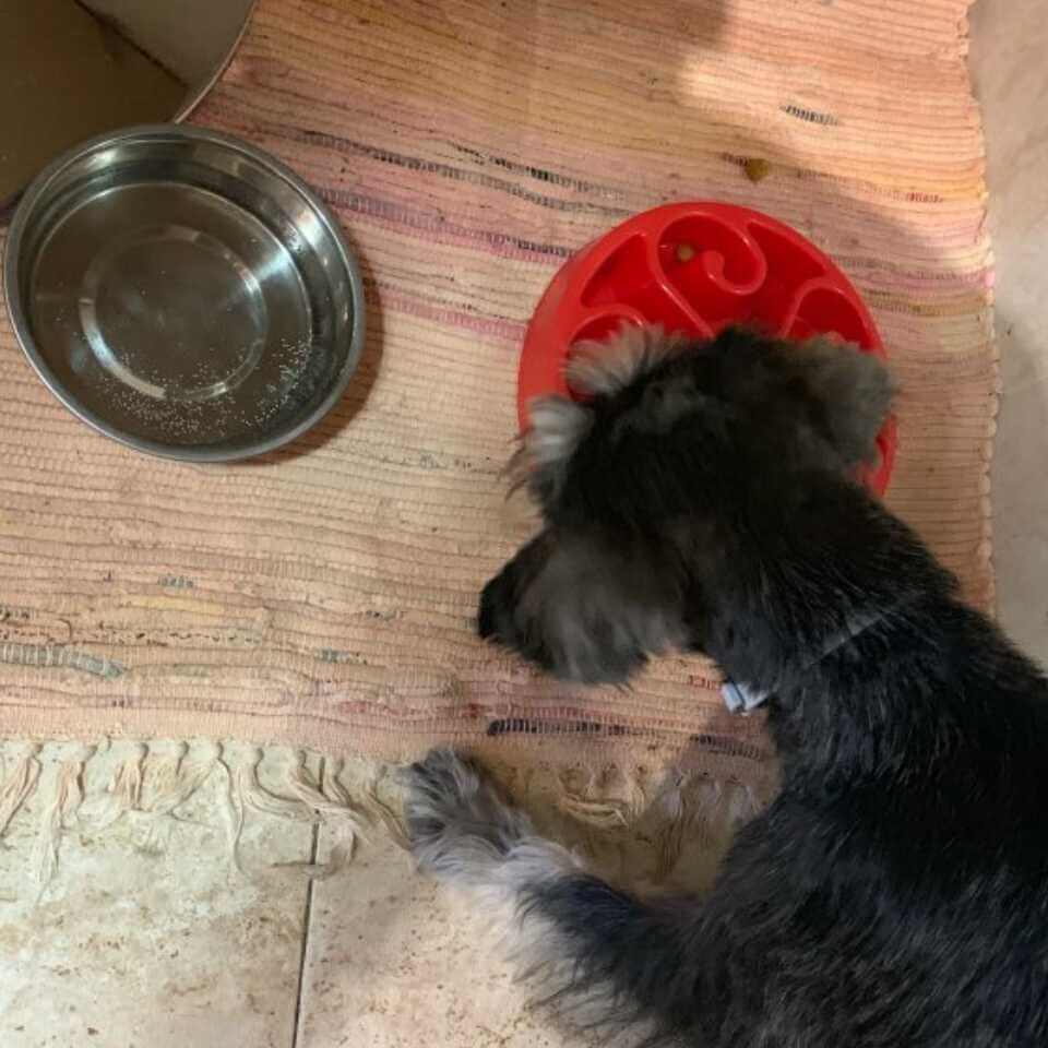 Anti-Gulp Slow Feeder Dog Bowl