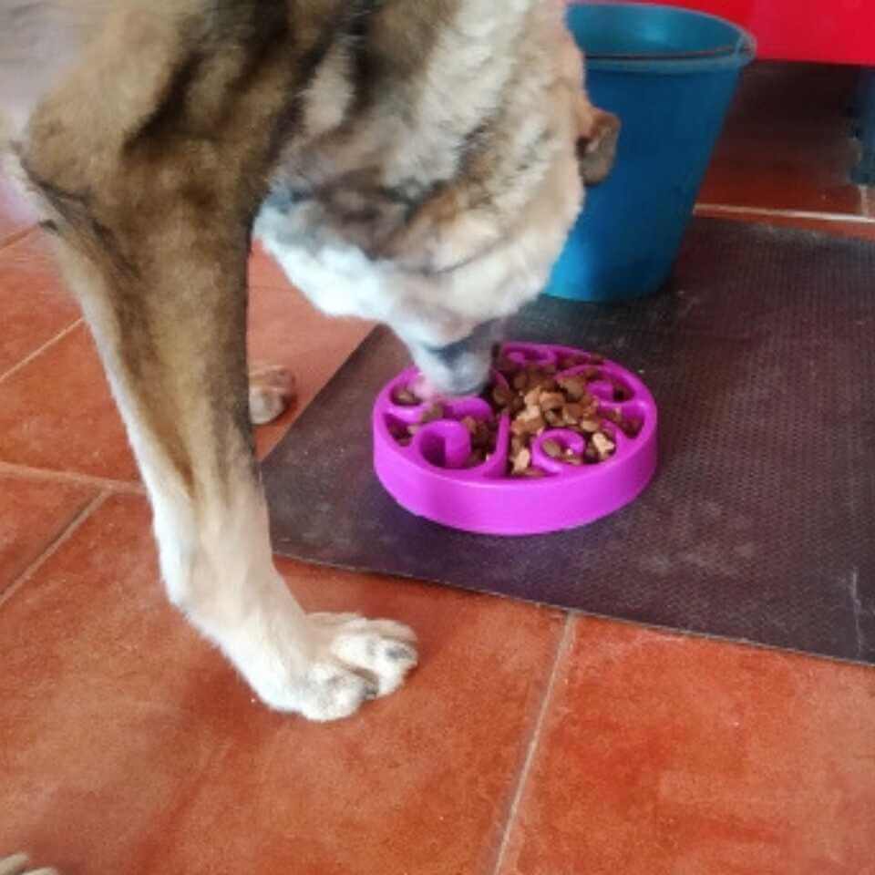 Anti-Gulp Slow Feeder Dog Bowl