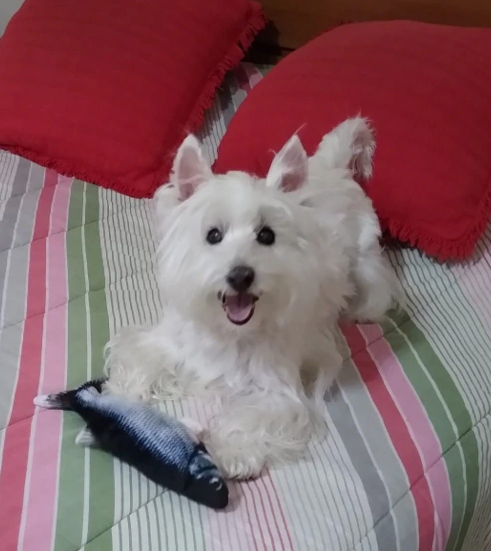 Dancing Fishy™ Interactive Pet Toy