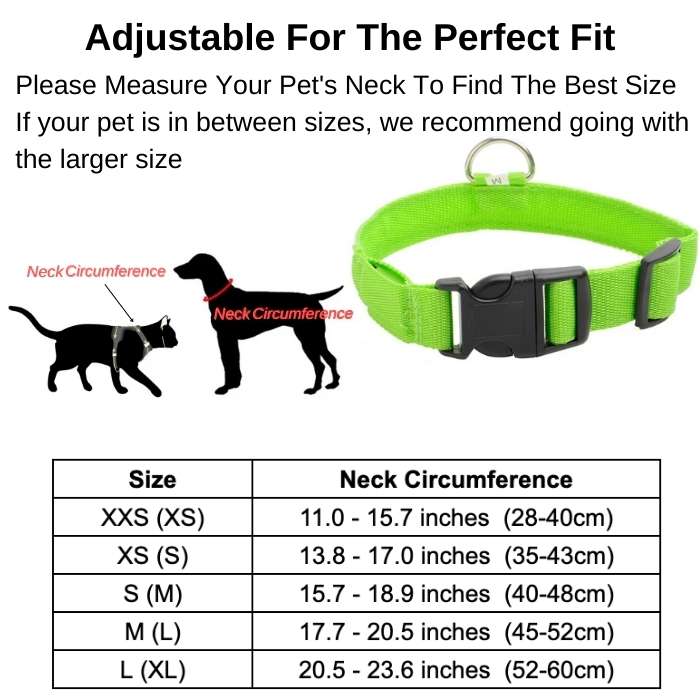 Light Up Safe-At-Night Pet Collar
