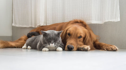 Understanding And Preventing Pet Anxiety