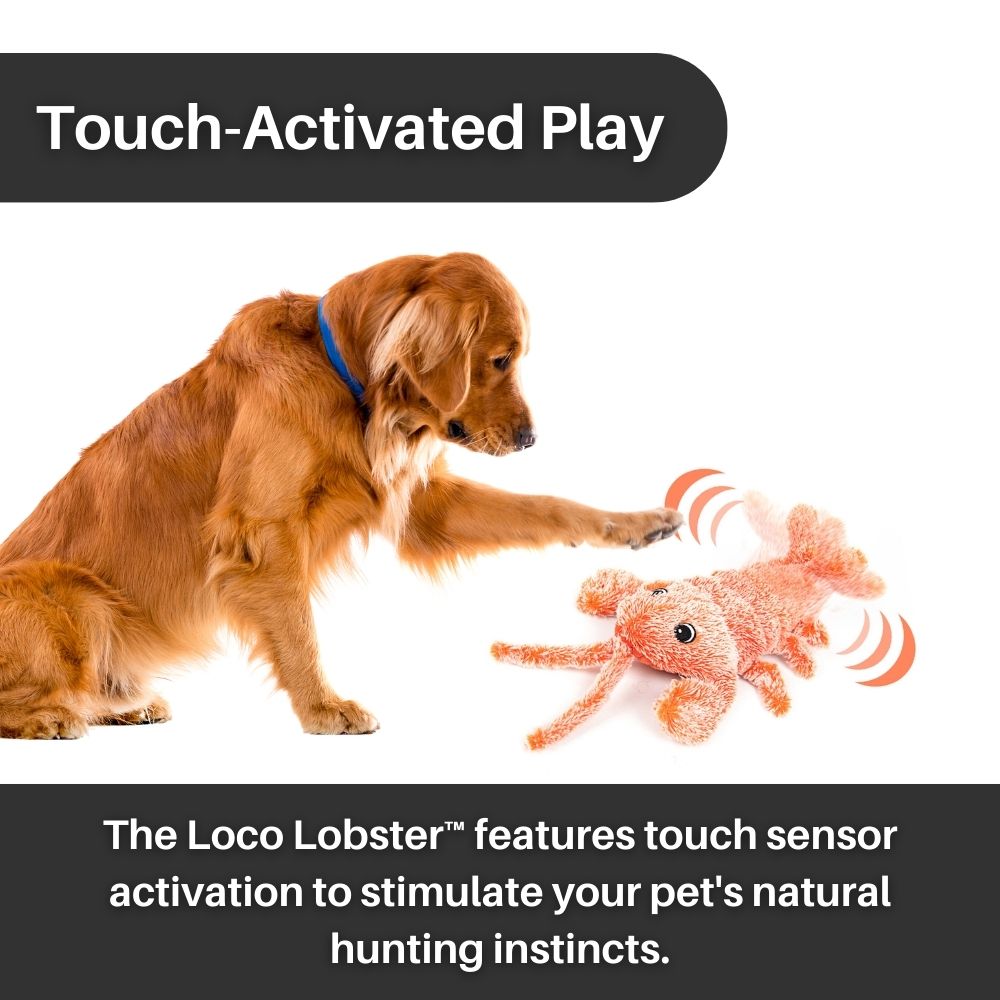 The FLOPPY FISH™ Interactive Toy for Dogs (50% OFF Today)