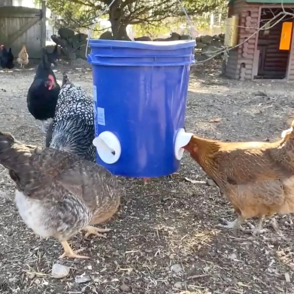 SecureFeed™ Chicken Feeding System