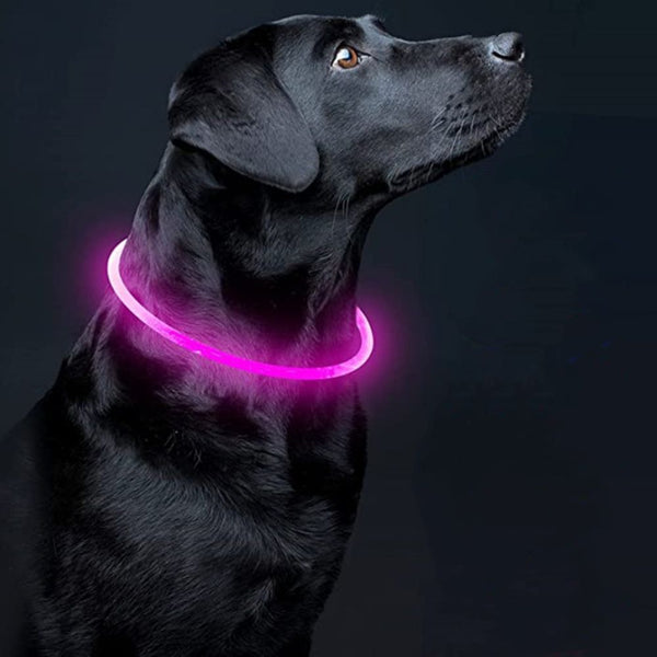 The Guardian azul - luz alta visibilidad para collar perro