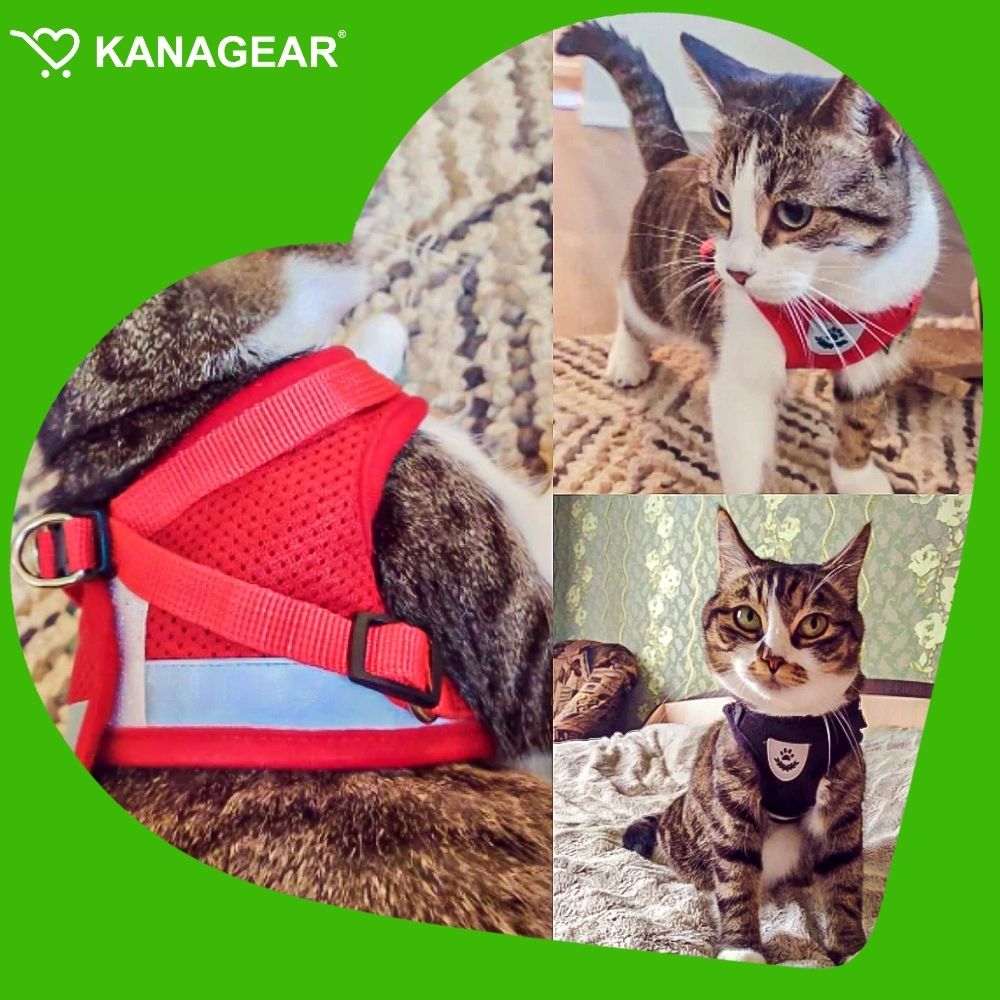 EasyWalk™ Cat Harness and Leash Set