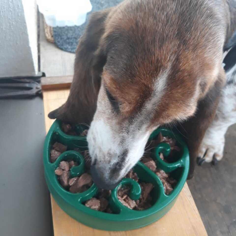 Anti-Gulp Slow Feeder Dog Bowl