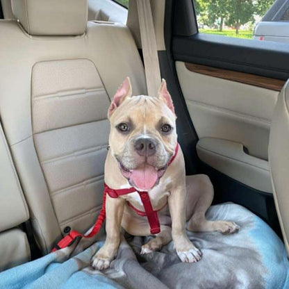 SAFE-PET Adjustable Dog Seat Belt