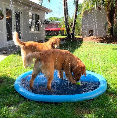 FunPup™ Splash Pool